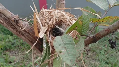 Bird's nest Stock Footage 245504994