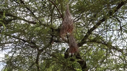 BIRD'S NEST Stock Footage 273513894