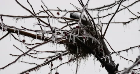 Birds nest high in a tree covered in ice on a cold winter day Video stock 153532422