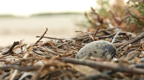 Bird's Nest With One Egg Video stock 56696253