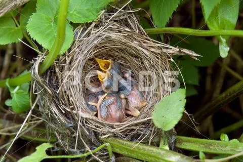 Bird's nest Stock Photos