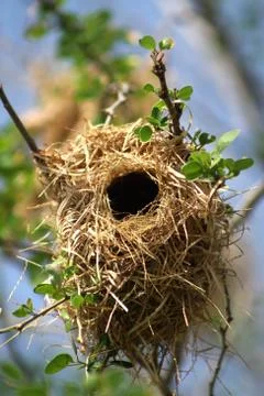 Bird's nest Stock Photos