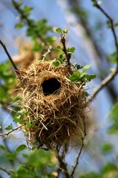 Bird's nest Stock Photos
