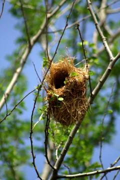 Bird's nest Stock Photos