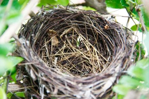 Bird's nest Stock Photos