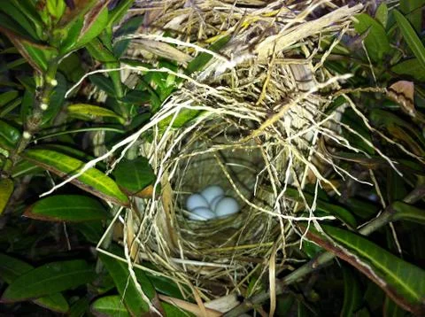 Bird's nest Stock Photos