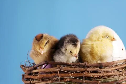 Birds in nest Stock Photos