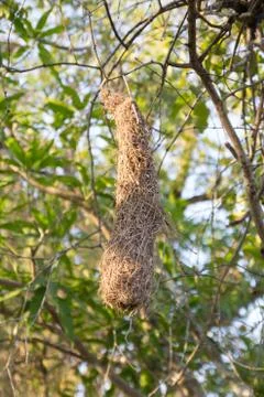 Bird's nest Stock Photos