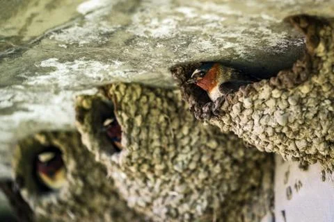Birds in the Nest Stock Photos
