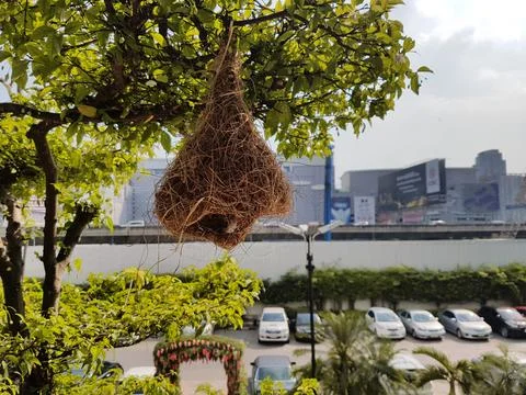 Bird's nest Stock Photos