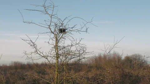 Birds nest in small bare tree at Chasewater Staffordshire England Stock Footage 69025806