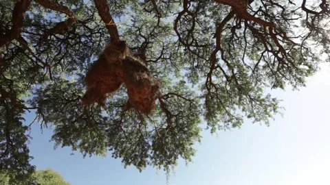 Bird's nest on top of the tree 스톡 동영상 150871631
