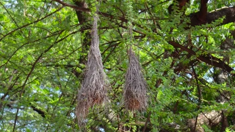 BIRD'S NEST ON  TOP OF THE TREE Stock Footage 273515109