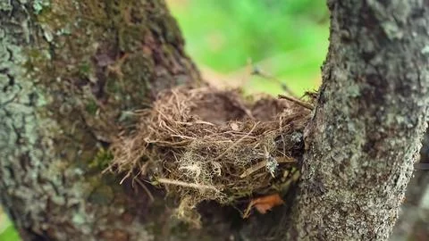 Bird's nest on a tree between branches Fotos Stock