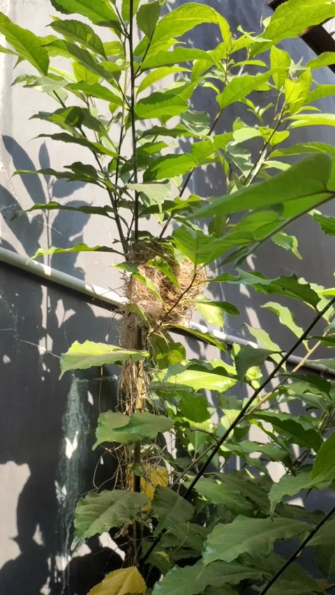A bird's nest in a tree blown by the wind Stock Footage 281710996
