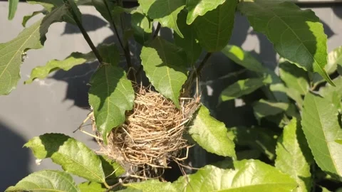 A bird's nest in a tree blown by the wind Stock Footage 281712032