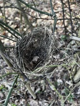 Bird's nest in tree branches Stock Photos