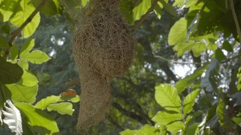 Bird's nest on the tree. 库存影片 123799838