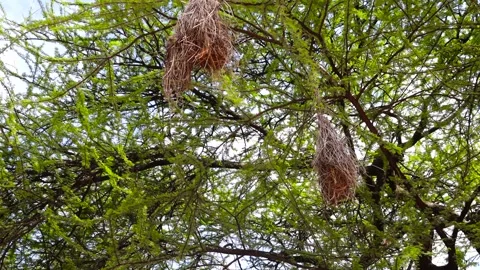 BIRD'S NEST ON THE TREE Stock Footage 273514346