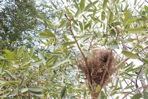 Bird's nest on the tree Stock Photos