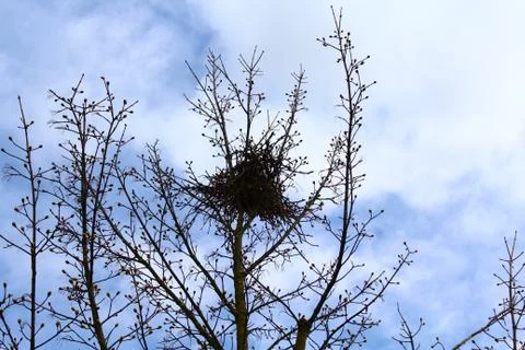 A birds nest in the tree Stock Photos
