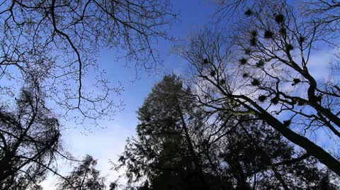 Birds Nest on Trees Stock Footage 10893316