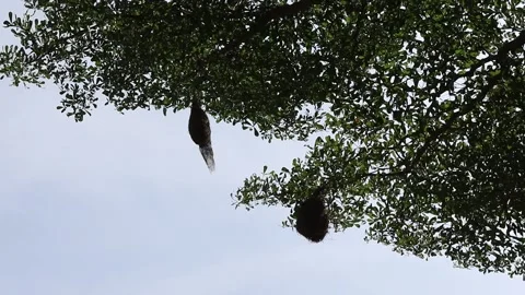 Birds nest in trees moving with the wind isolated on blue sky Stock Footage 144490509