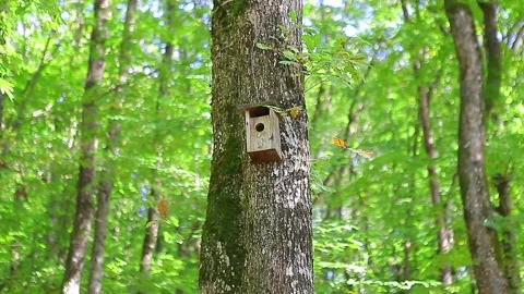 Bird's nest in the trunk of a tree in the forest Stock Footage 148665604