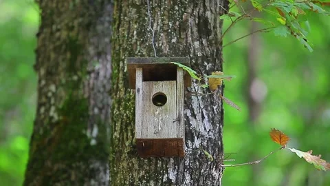 Bird's nest in the trunk of a tree in the forest Stock Footage 148665732