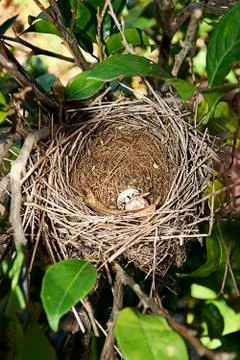 Bird's nest with two eggs inside Stock Photos