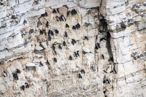 Birds nesting on Bempton Cliffs, Yorkshire, England Stock Photos