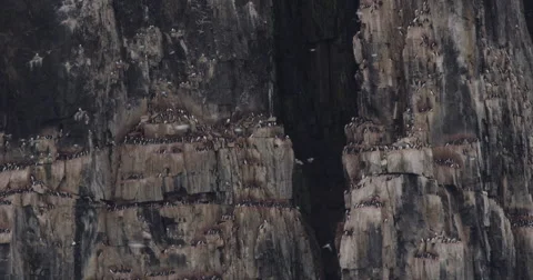 Birds Nesting on Ledges of Cliff in Arctic Stock Footage 56648425