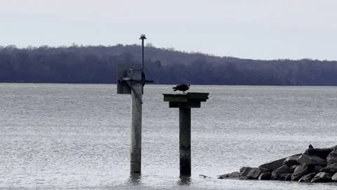 Birds nesting by the Potomac River Vídeos de archivo 330782574