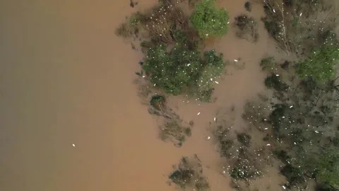 Birds nesting on submerged trees. Drone footage. Large river. Video stock 332260434
