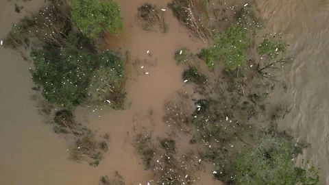 Birds nesting on submerged trees. Drone footage. Large river. Stock Footage 332260486