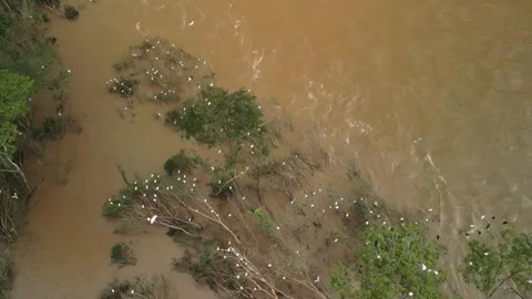 Birds nesting on submerged trees. Drone footage. Large river. Stock Footage 332260502