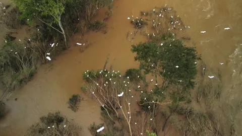 Birds nesting on submerged trees. Drone footage. Large river. Stock Footage 332260525