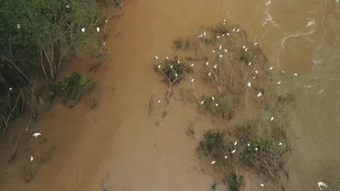 Birds nesting on submerged trees. Drone footage. Large river. Stock Footage 332260546