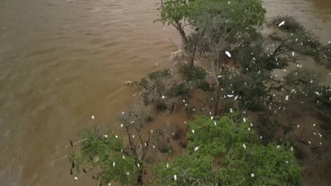 Birds nesting on submerged trees. Drone footage. Large river. Stock Footage 332260547