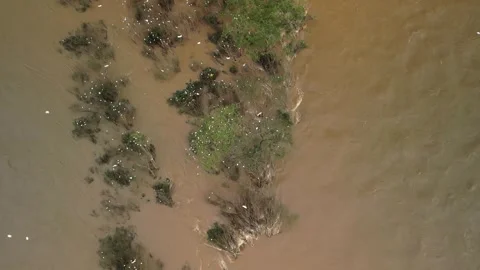 Birds nesting on submerged trees. Drone footage. Large river. Stock Footage 332260549