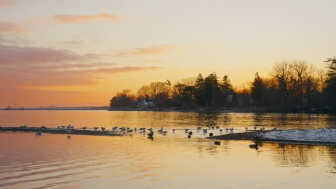 Birds nesting at sunset on the lakeside Stock Footage 329201622