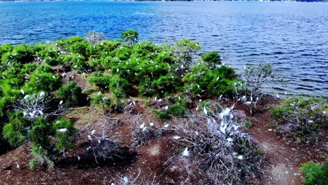 Birds Nesting on a tiny island in the middle of a lake Stock Footage 240338489