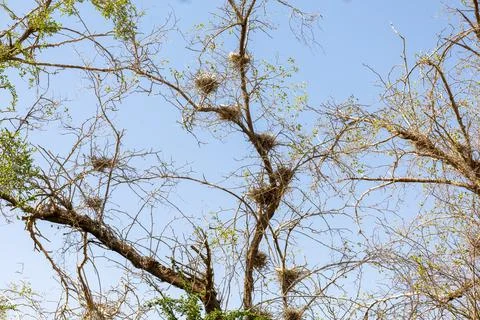 Birds nesting in a tree 写真素材