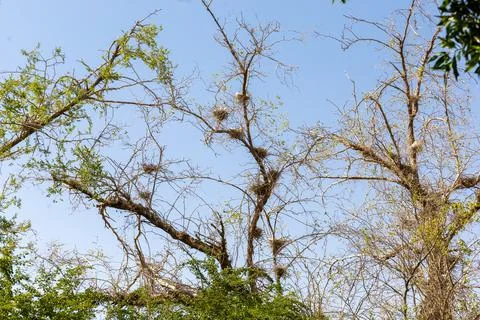 Birds nesting in a tree Stock Photos
