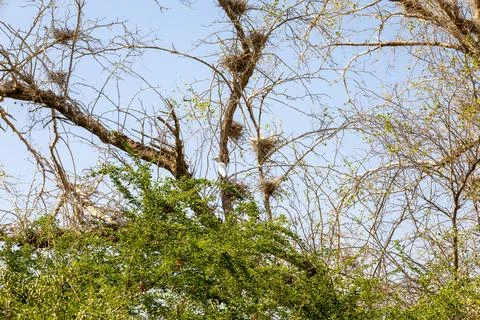 Birds nesting in a tree Stock Photos