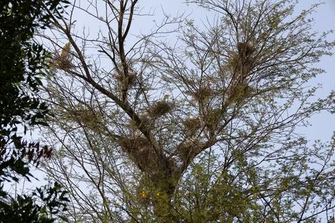 Birds nesting in a tree Stock Photos