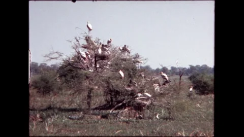 Birds Nesting on Trees Stock Footage 276293162