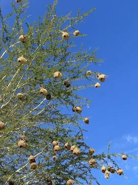 Birds nests Stock Photos