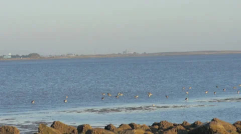 Birds in the ocean 库存影片 30464206