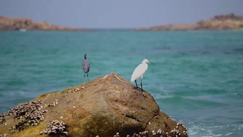 Birds on the ocean Stock Footage 147554603